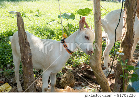 Goat in Iriomote Island 81702226