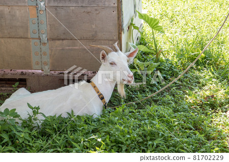 Goat in Iriomote Island 81702229