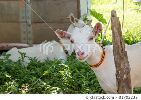 Goat in Iriomote Island 81702232