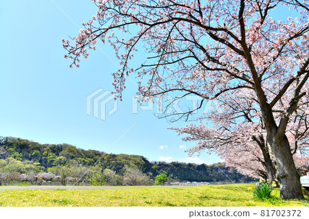 從櫻津津公園附近眺望多摩川上游（東京都羽村市） [2020.4] 81702372