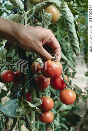 is about to collect some ripe tomatoes 81702485