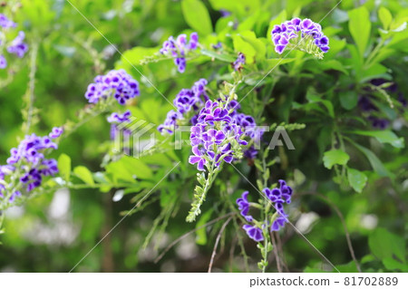 Purple Duranta flower Purple Duranta flower 81702889