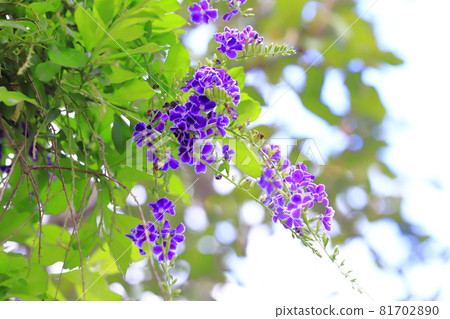Purple Duranta flower Purple Duranta flower 81702890
