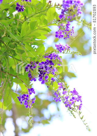 Purple Duranta flower 81702893
