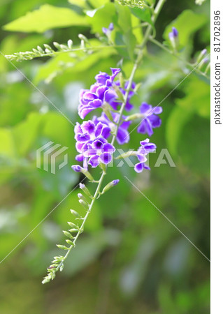 Purple Duranta flower Purple Duranta flower 81702896