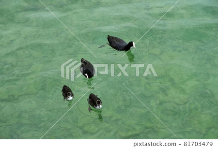 water of lake garda in italy surrounded by mountains 81703479