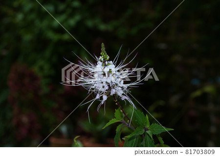 Close up Java tea, Kidney Tea Plant, Cat's Whiskers flower. Close up Java tea, Kidney Tea Plant, Cat's Whiskers flower. 81703809