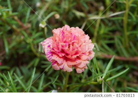 Close up of Portulaca flower. Close up of Portulaca flower. 81703813