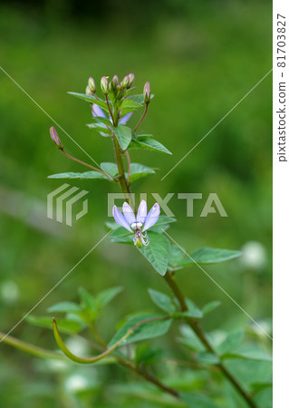 Close up Polanisia Vicosa or Wild Caia cleomevis flower on blur background with leaves. 81703827