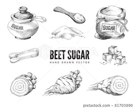 Plants and sugar in containers, engraving vector illustration isolated. 81703890