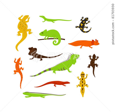 Set of different color wild lizards, chameleons and other animals reptiles. 81703930