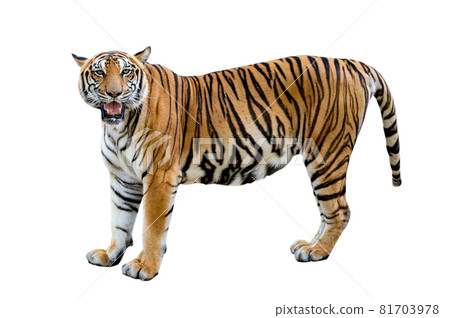 tiger White background Isolate full body tiger White background Isolate full body 81703978