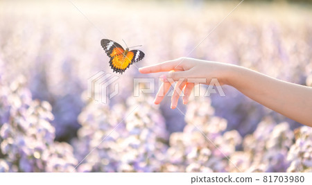 The girl frees the butterfly from the jar, golden blue moment Concept of freedom The girl frees the butterfly from the jar, golden blue moment Concept of freedom 81703980