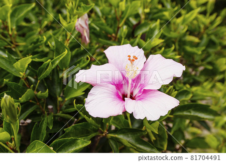 芙蓉熱帶形像一日花熱帶形象形像素材背景素材 81704491