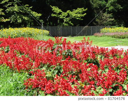 Red salvia flowers in the front garden of Sanyo Medea Flower Museum Red salvia flowers in the front garden of Sanyo Medea Flower Museum 81704576