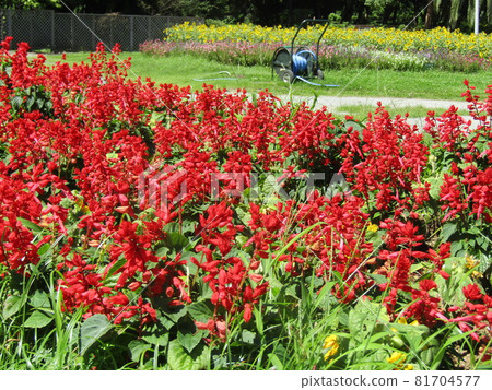 Red salvia flowers in the front garden of Sanyo Medea Flower Museum 81704577