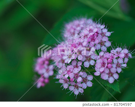 美麗的粉紅色繡線菊 81704597