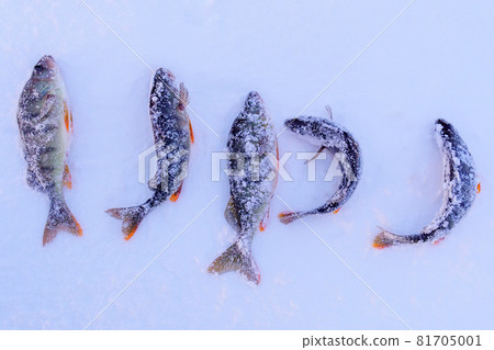 Caught fish common perch, European perch lies on the ice of the river. Ice fishing. Caught fish common perch, European perch lies on the ice of the river. Ice fishing. 81705001