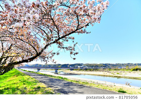 Looking toward Akiruno City from the upstream side of Mutsubashi / Tamagawa (Fussa City, Tokyo) [2020.4] 81705056