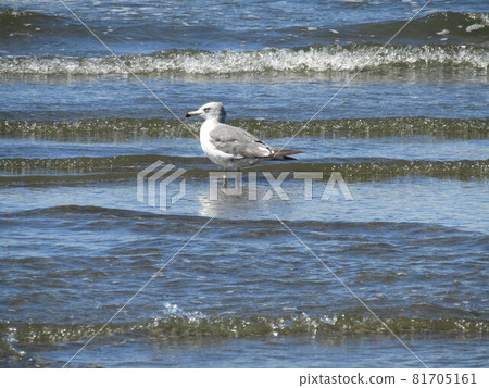 A black-tailed gull, a water bird, comes to Inage Beach. 81705161