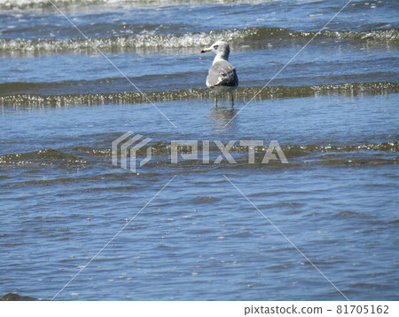 A black-tailed gull, a water bird, comes to Inage Beach. 81705162