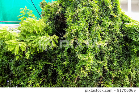 Closeup shot of fresh green leaves during the daytime Closeup shot of fresh green leaves during the daytime 81706069