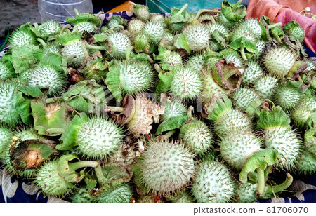 Datura innoxia green fruit. It also known as Datura wrightii or sacred datura. 81706070