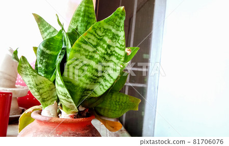 Decorative house plant-Sansevieria trifasciata golden hahnii in a pot 81706076