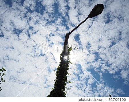 Street lamp wrapped in ivy Street lamp wrapped in ivy 81706100
