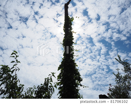 Street lamp wrapped in ivy Street lamp wrapped in ivy 81706102