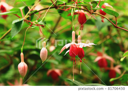 吊鐘花 金鐘花 燈籠花 吊燈 紫紅色 燈籠海膽 墜金鈴 吊鐘海盆 81706430