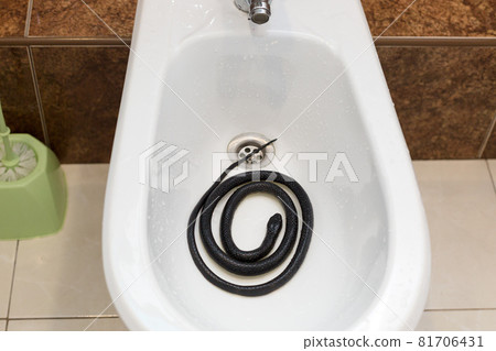 A black venomous snake is curled up in a bidet in the toilet room A black venomous snake is curled up in a bidet in the toilet room 81706431