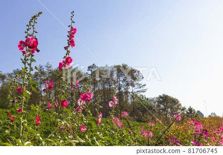 High angle view of pink flowers in the garden and blue sky, natural spring background,copy space. High angle view of pink flowers in the garden and blue sky, natural spring background,copy space. 81706745