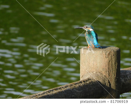 Kingfisher's young bird Kingfisher's young bird 81706919