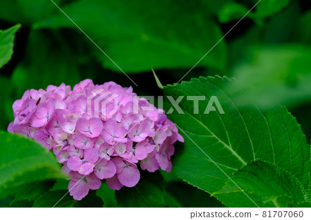 Hydrangea after rain 81707060