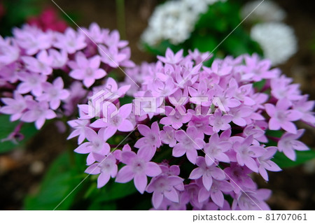 Hydrangea after rain Hydrangea after rain 81707061