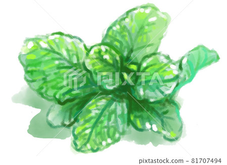 清新薄荷水彩插圖 清新薄荷水彩插圖 81707494