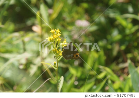 一隻雌性紅翅蝴蝶從一枝黃花樹上吸取花蜜 81707495