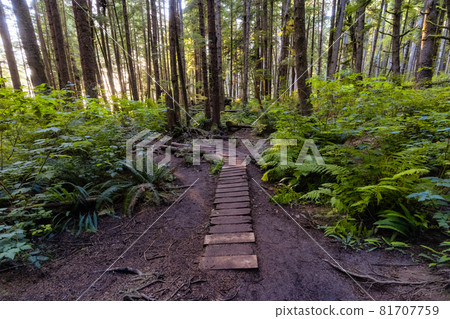 Hiking Path to Mystic Beach in the Vibrant Rainforest Hiking Path to Mystic Beach in the Vibrant Rainforest 81707759