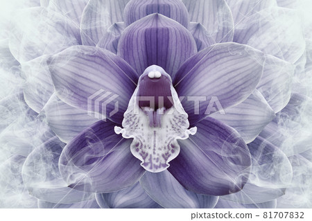 Floral halftone purple and white background. Flower and petals of a purple orchid close up. Nature. Floral halftone purple and white background. Flower and petals of a purple orchid close up. Nature. 81707832