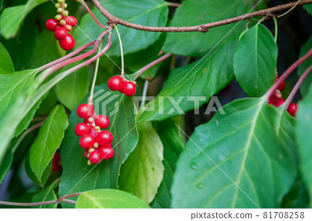 Chinese Magnolia vine, Schisandra chinensis. The concept of natural substances for health promotion. 81708258