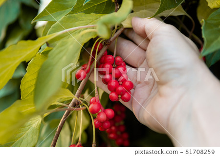 Chinese Magnolia vine, Schisandra chinensis. The concept of natural substances for health promotion. Chinese Magnolia vine, Schisandra chinensis. The concept of natural substances for health promotion. 81708259