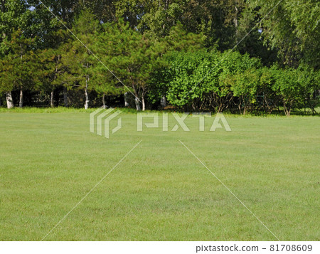Photo of A meadow in the park 81708609