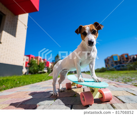 Jack russell terrier dog rides a skateboard outdoors on a hot summer day. 81708852
