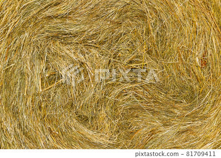 Close up of hay natural texture 81709411