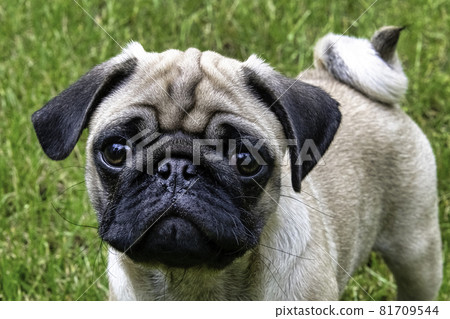 Pug puppy on the walk - Grodzisk Mazowiecki, Masovia, Poland 81709544