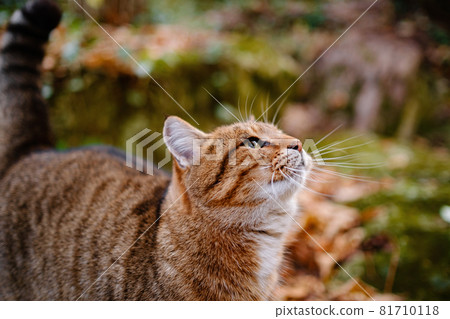 A Siberian tabby cat exploring the autumn forest A Siberian tabby cat exploring the autumn forest 81710118