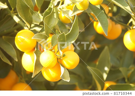 Kampo Kampo 81710344
