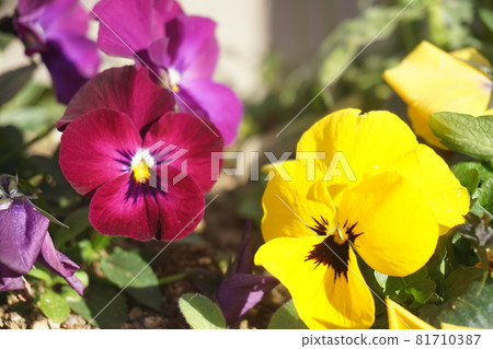 Viola 81710387