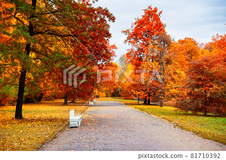 Autumn landscape, beautiful city park with fallen yellow leaves. 81710392